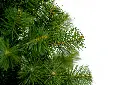DA2A4879.webp