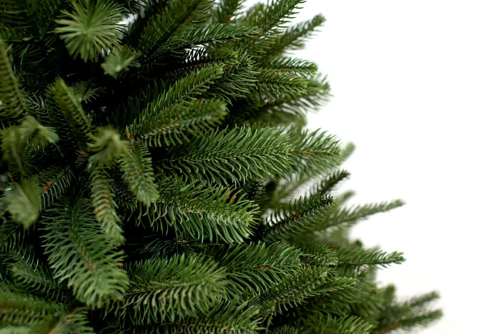 DA2A4828.webp