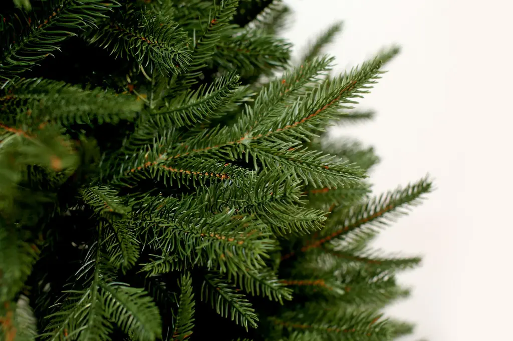 DA2A4856.webp